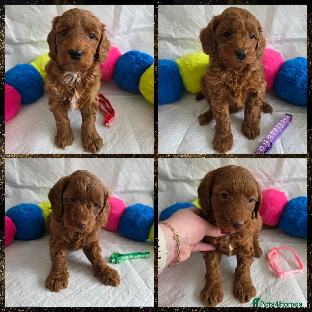 Australian Labradoodle dogs for sale:  👑 Multigen Deep Red Australian Double Doodles 👑 - Advert 1