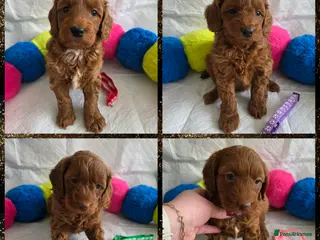 Australian Labradoodle dogs 👑 Multigen Toy Bred Australian Double Doodles 👑 - Advert 6