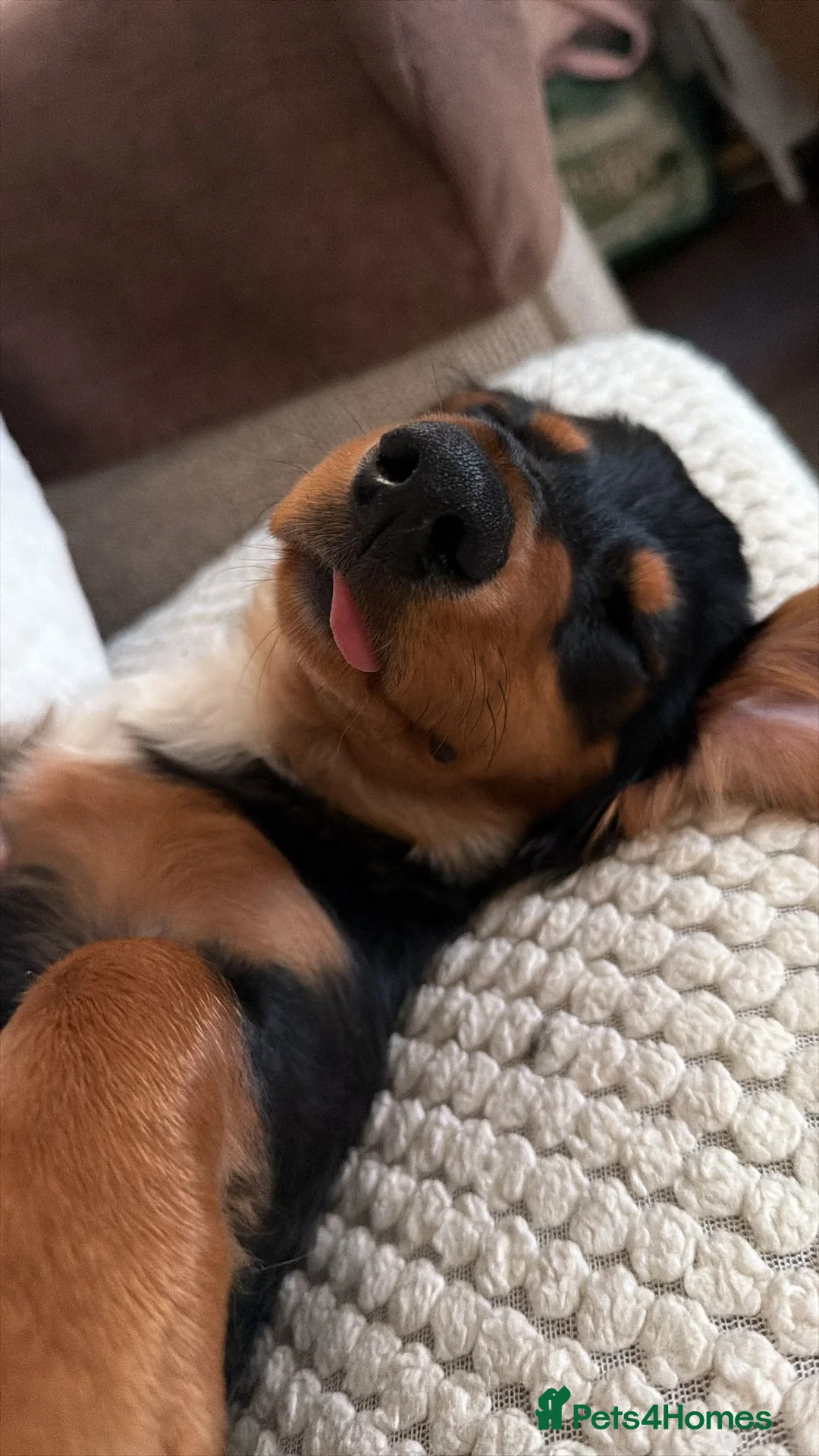 Dachshund dogs for sale: 7Month Long Haired Male Dachshund in Grays - Advert 4