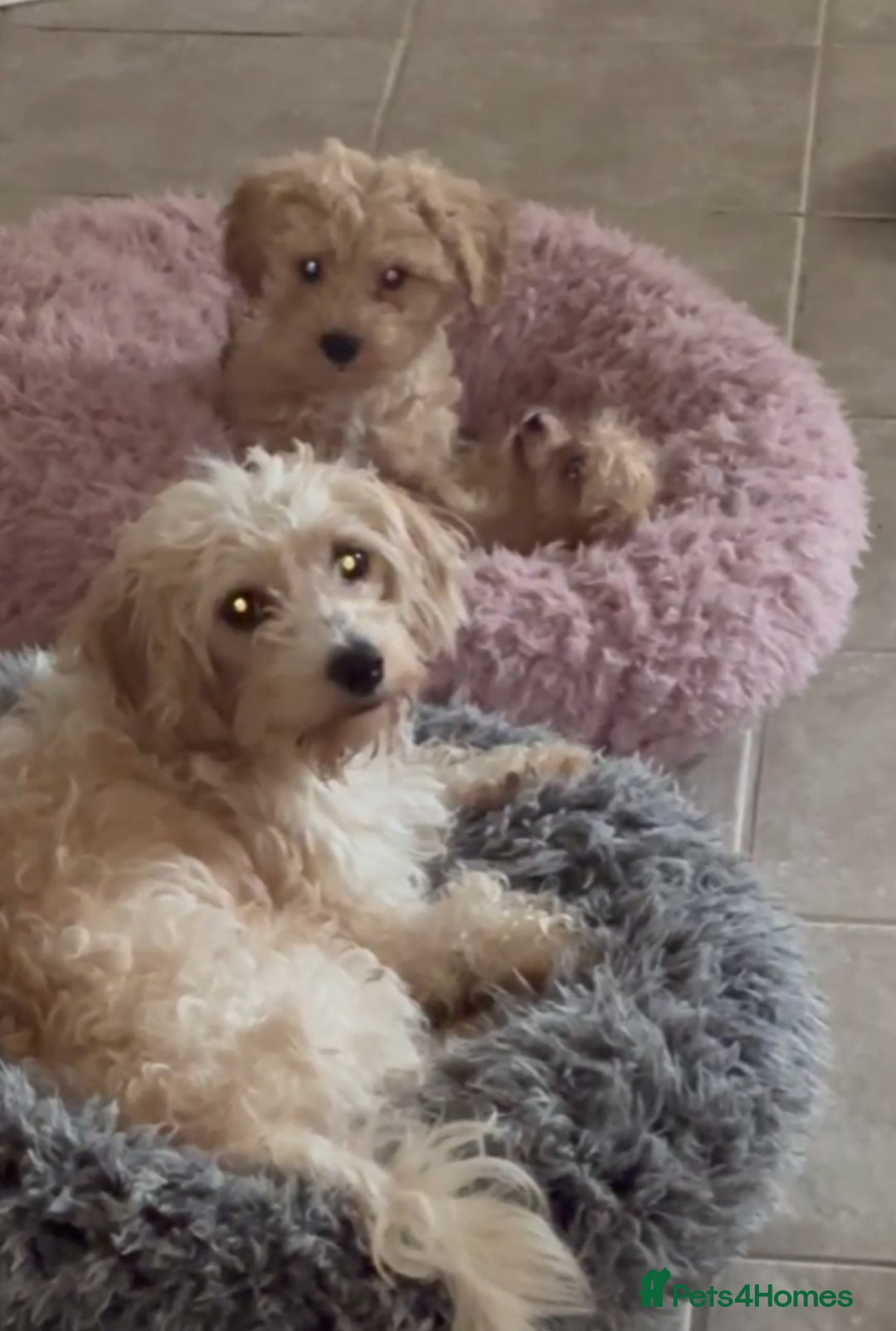 Cavapoochon dogs for sale: Cavapoochon  - Image 5