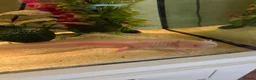 Axolotl reptiles for sale: 2 Adult Axolotls with full setup  - Advert 2
