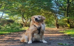 Golden Retriever dogs for sale: Golden Retriever Puppies Health Tested parents  - Image 11