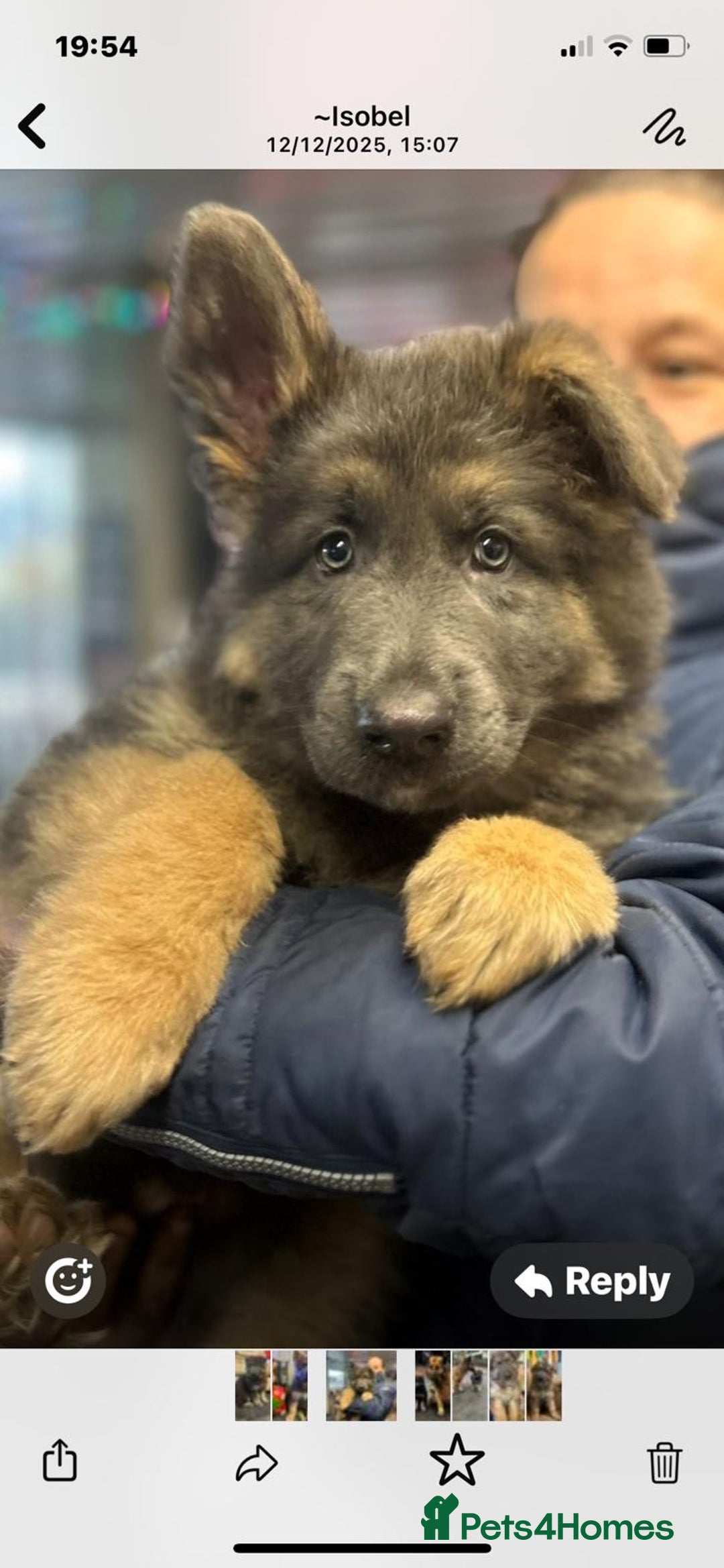 Mixed Breed dogs for sale: Quality health tested German shepherds  - Advert 6