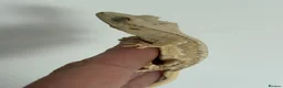 Gecko reptiles for sale: Lily white crested gecko  - Advert 5