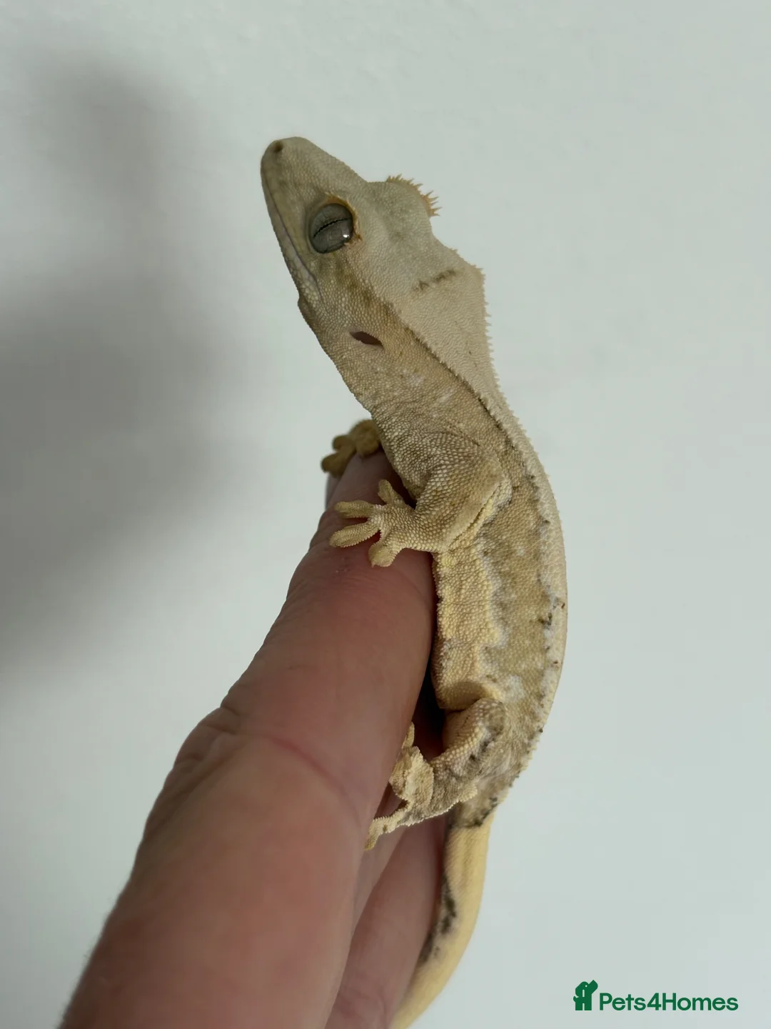 Gecko reptiles for sale: Lily white crested gecko  - Advert 5