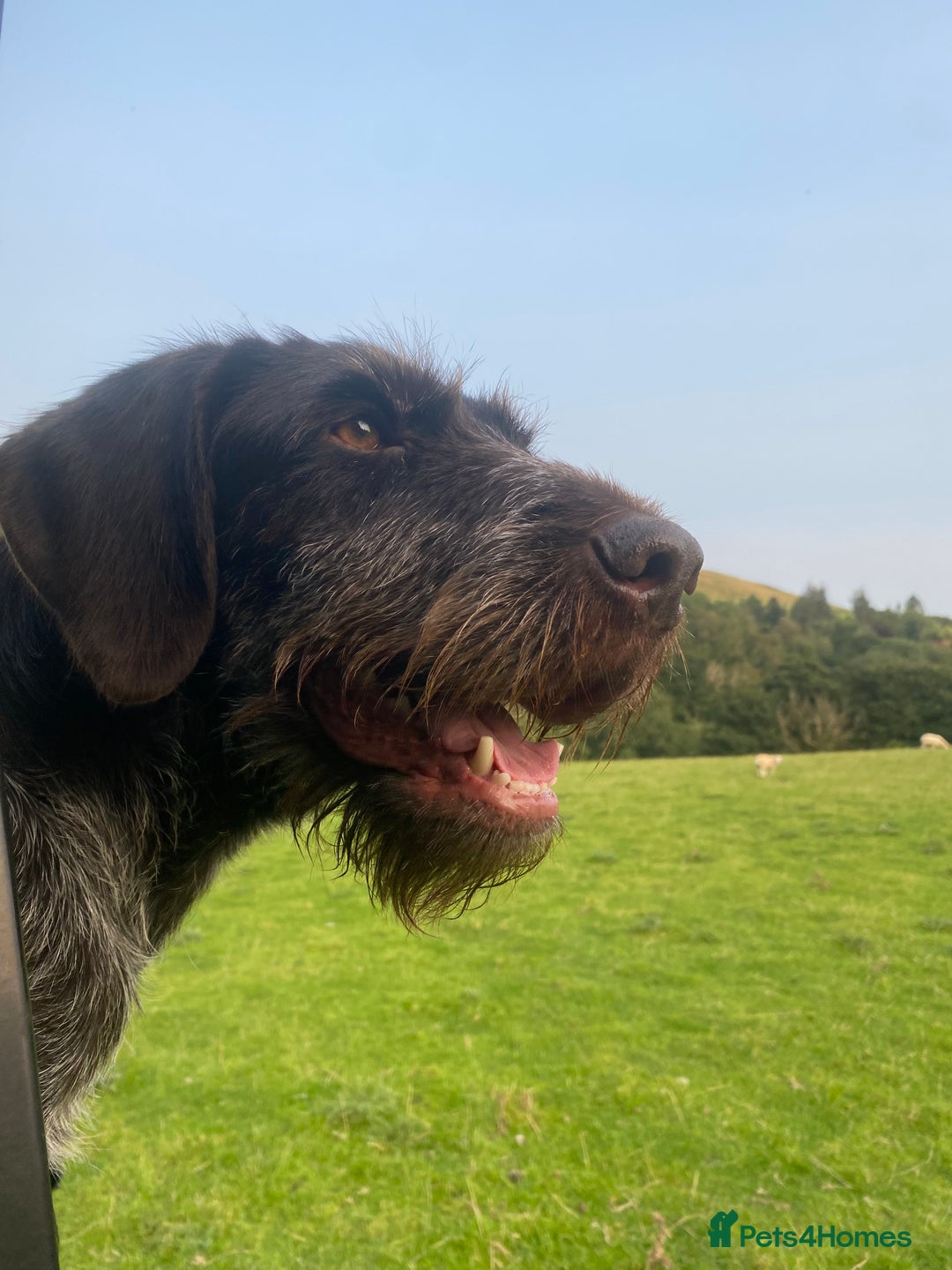 Mixed Breed dogs for sale: For Sale German wire haired pointer  x dashound  - Advert 2