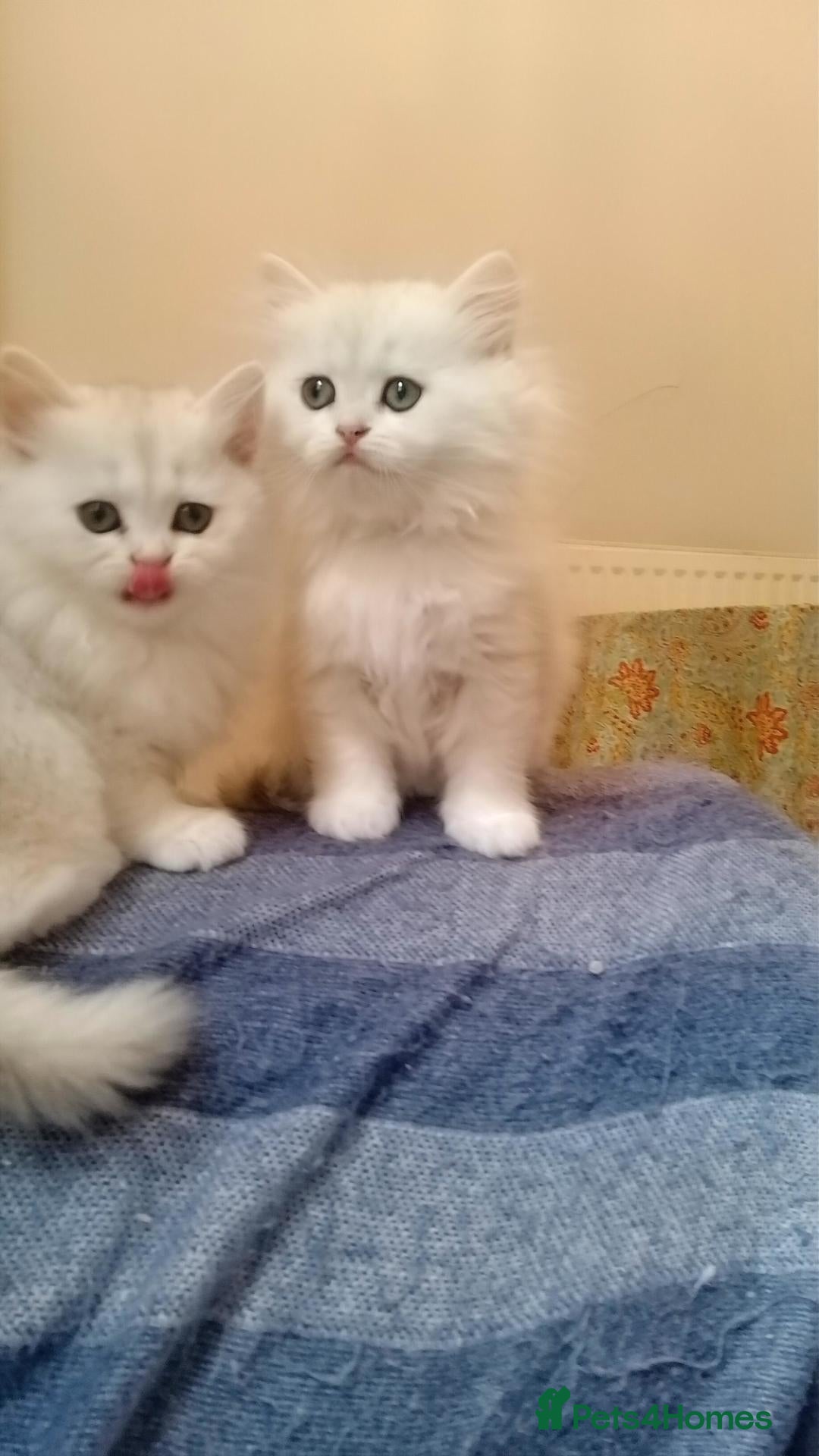 British Longhair cats British Longhair Kittens - Advert 1
