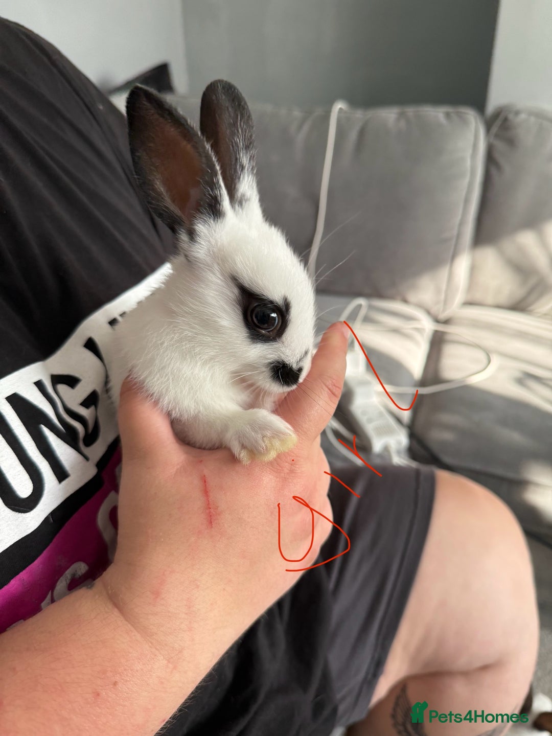 Mixed Breed rabbits for sale: 2 girls and 1 boy baby rabbits available  - Image 2