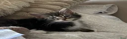 Maine Coon cats for sale: UPDATED - MAINE COON KITTENS. SOME POLYDACTYL  - Advert 10