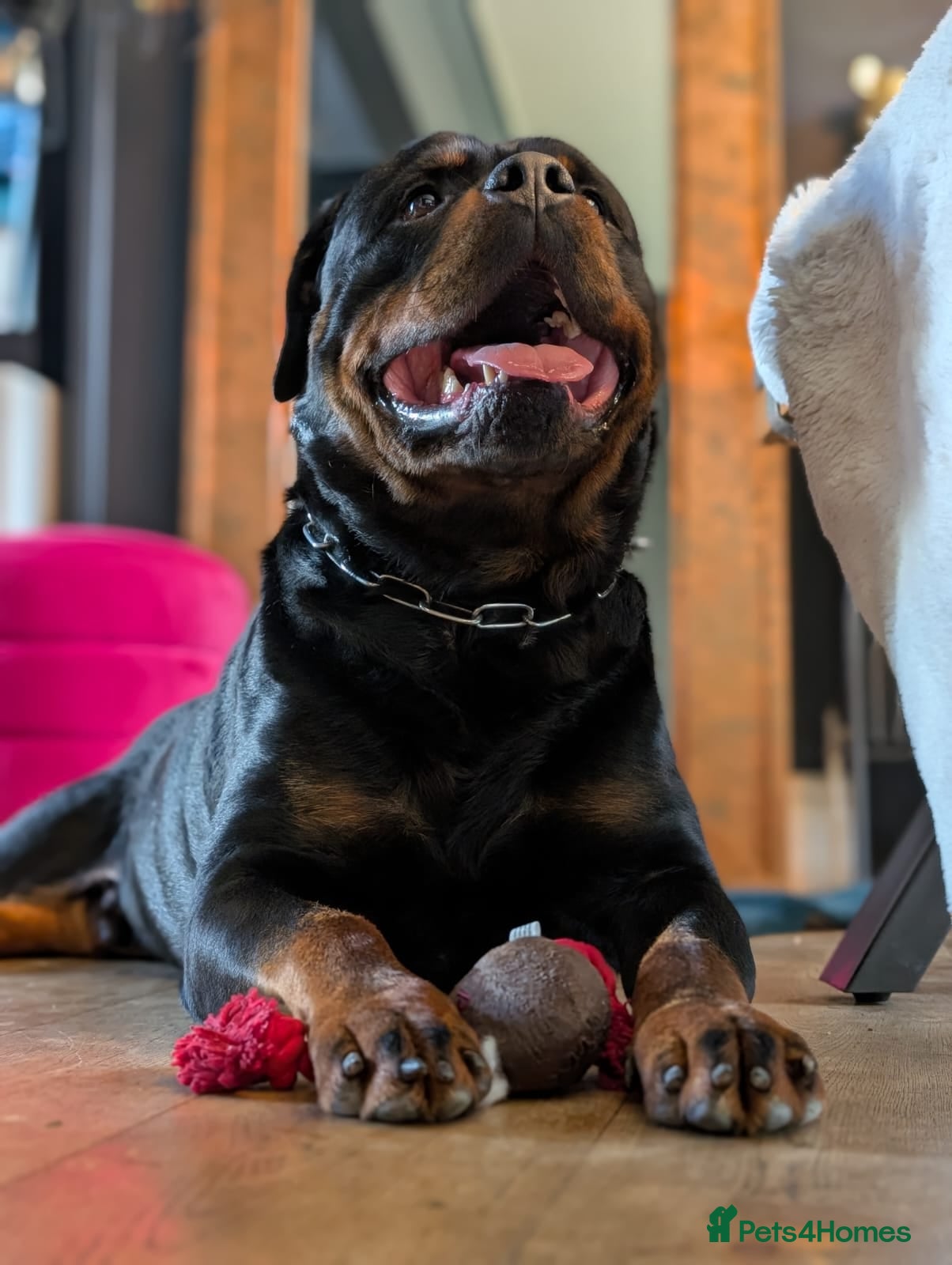 Rottweiler dogs Beautiful Rottweiler Stud - Advert 1