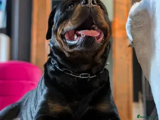 Rottweiler dogs Beautiful Rottweiler Stud - Advert 1