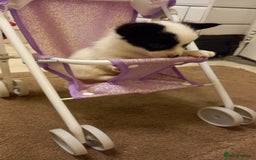 Mixed Breed dogs for sale: Jack Russell Pups in Braintree - Image 10