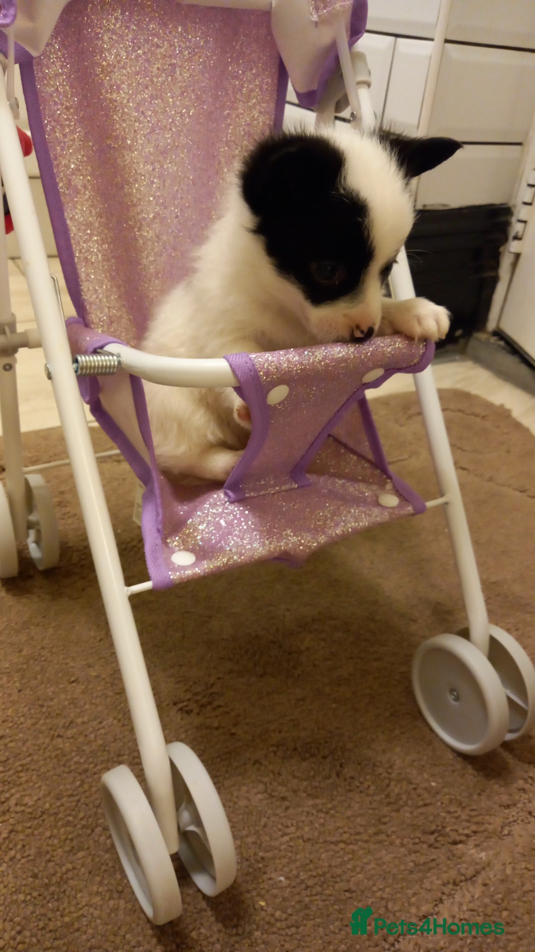 Mixed Breed dogs for sale: Jack Russell Pups in Braintree - Image 10