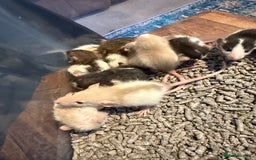Rat rodents for sale: Dumbo Rex Rat baby pups  - Image 1
