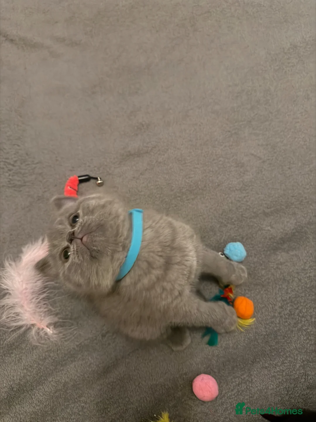 British Shorthair cats for sale: 🏆GCCF🏅registered British shorthair kittens - Advert 23