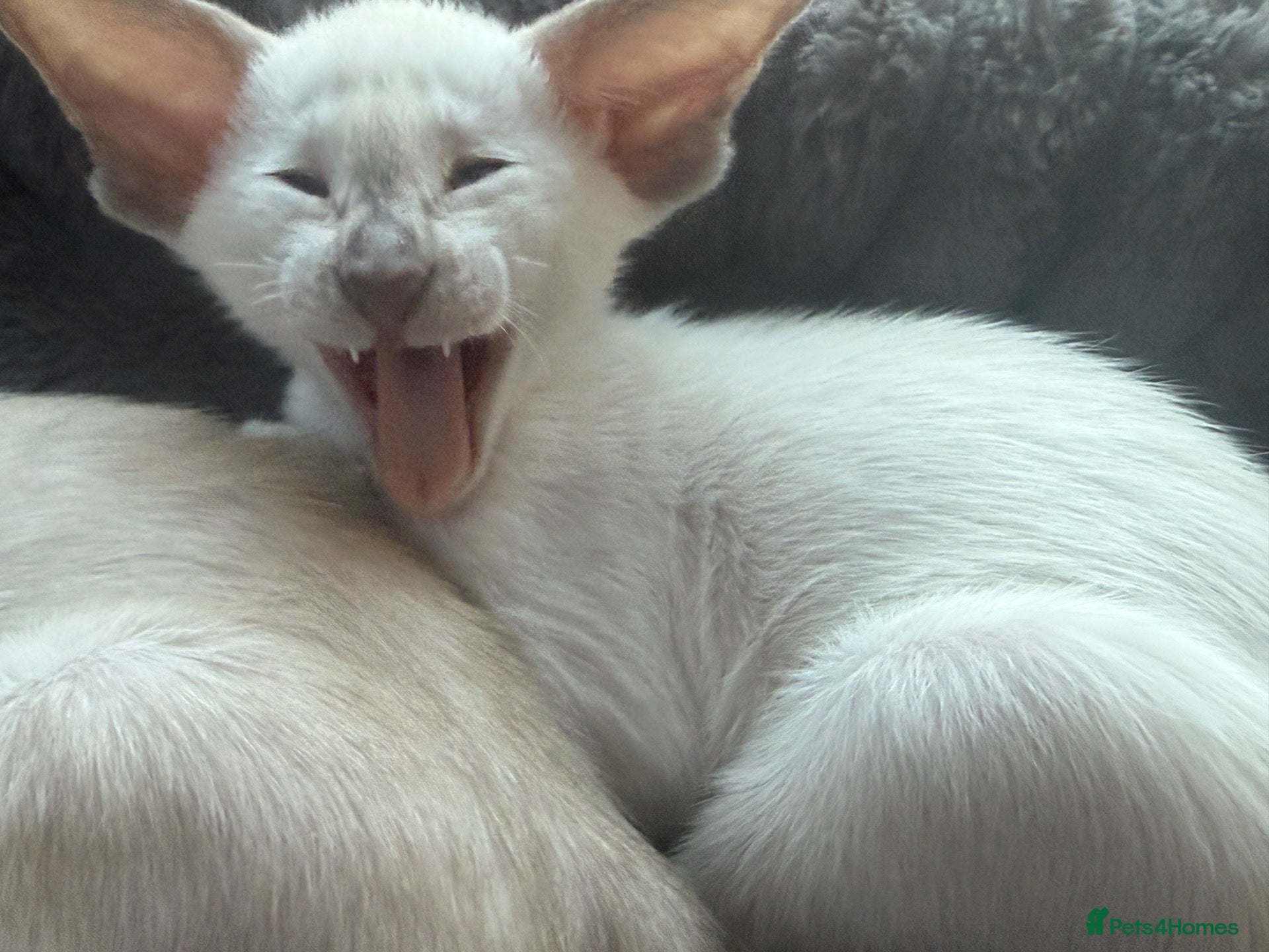 Siamese cats  Gccf registered Siamese’s  - Advert 5