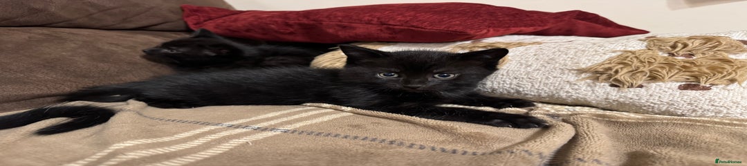 Mixed Breed Kitten 2