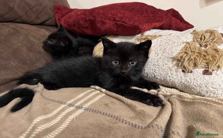 Mixed Breed cats - Advert 7
