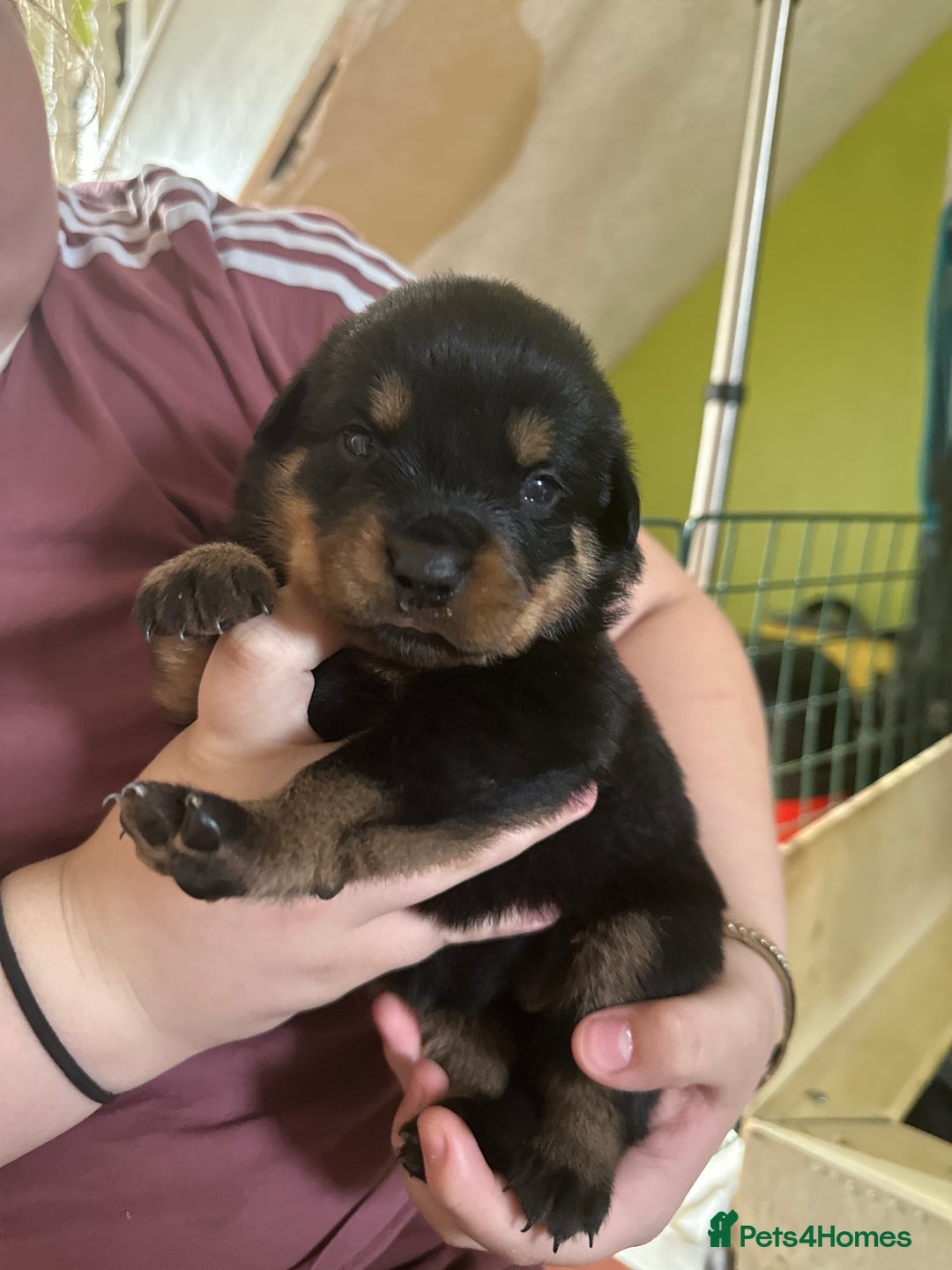 Rottweiler dogs for sale: CHUNKY PUREBREAD ROTTWEILERS  - Advert 12
