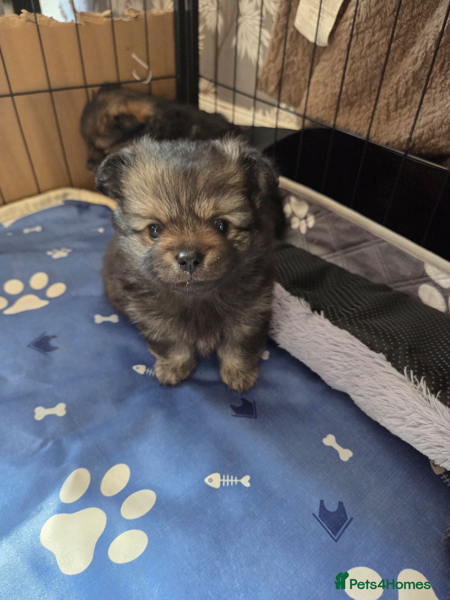 Pomchi dogs pomchi puppies for sale - Advert 2