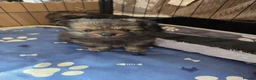 Pomchi dogs for sale: pomchi puppies for sale - Advert 2