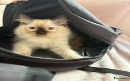 Ragdoll cats for sale: Kittens for sale - Image 5