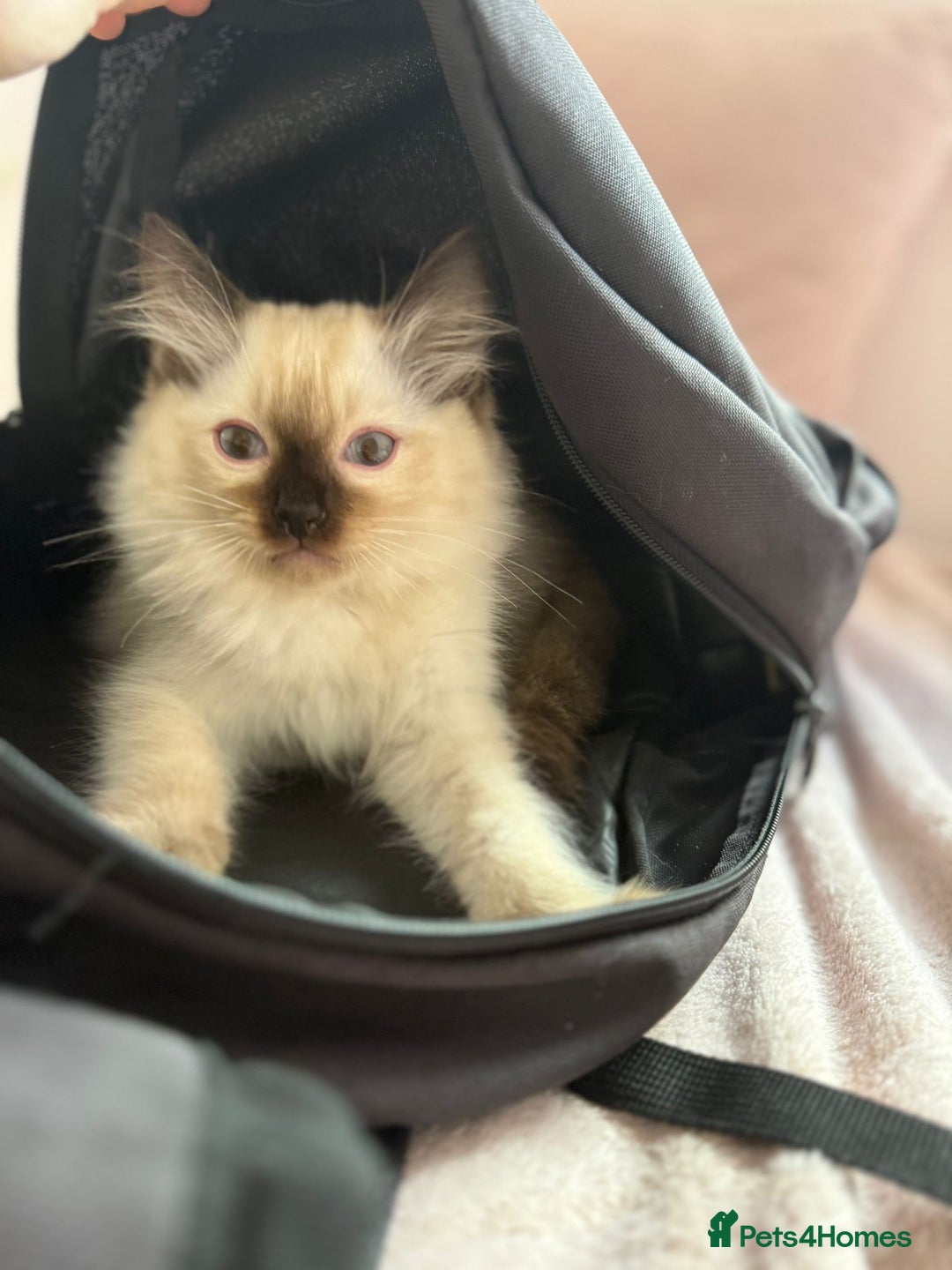 Ragdoll cats for sale: Kittens for sale - Image 5