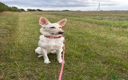 German Shepherd dogs for sale: White and Cream German Shepherd Puppy  - Image 3