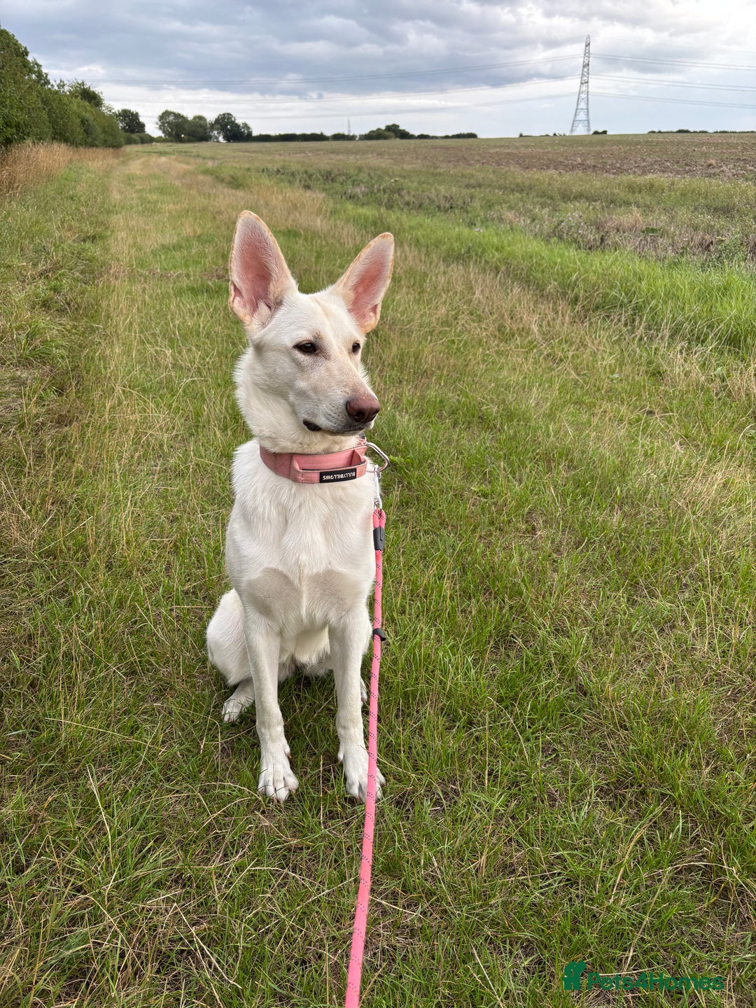 German Shepherd dogs for sale: White and Cream German Shepherd Puppy  - Image 3