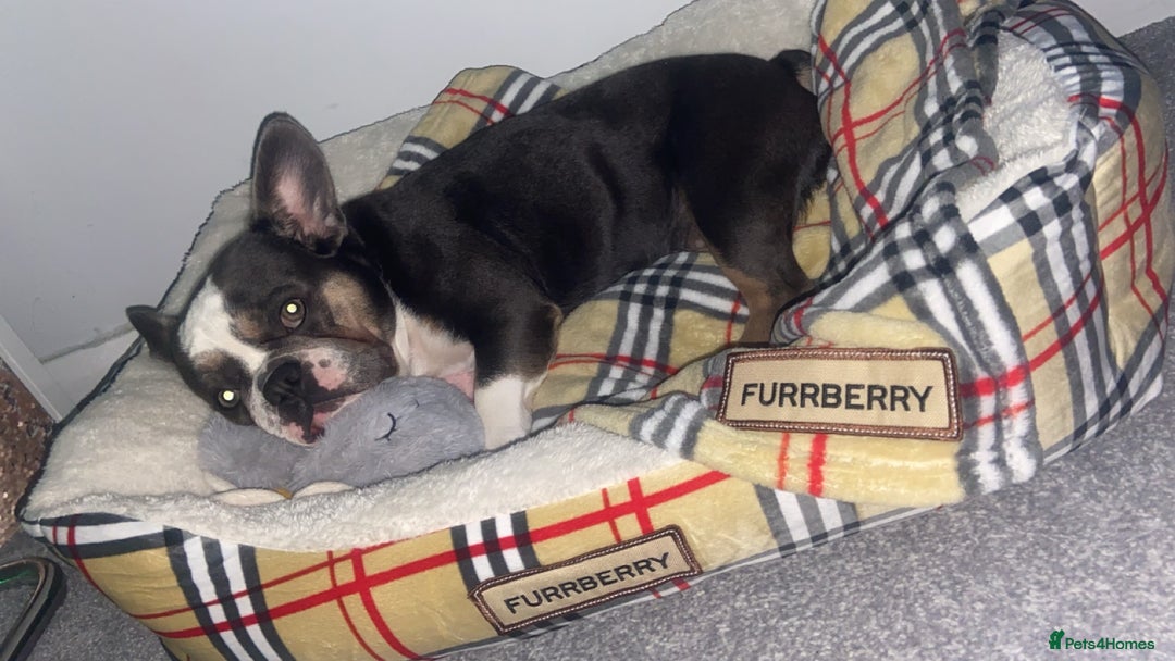 French Bulldog dogs for sale: 3YearOld Female French Bulldog - Image 3