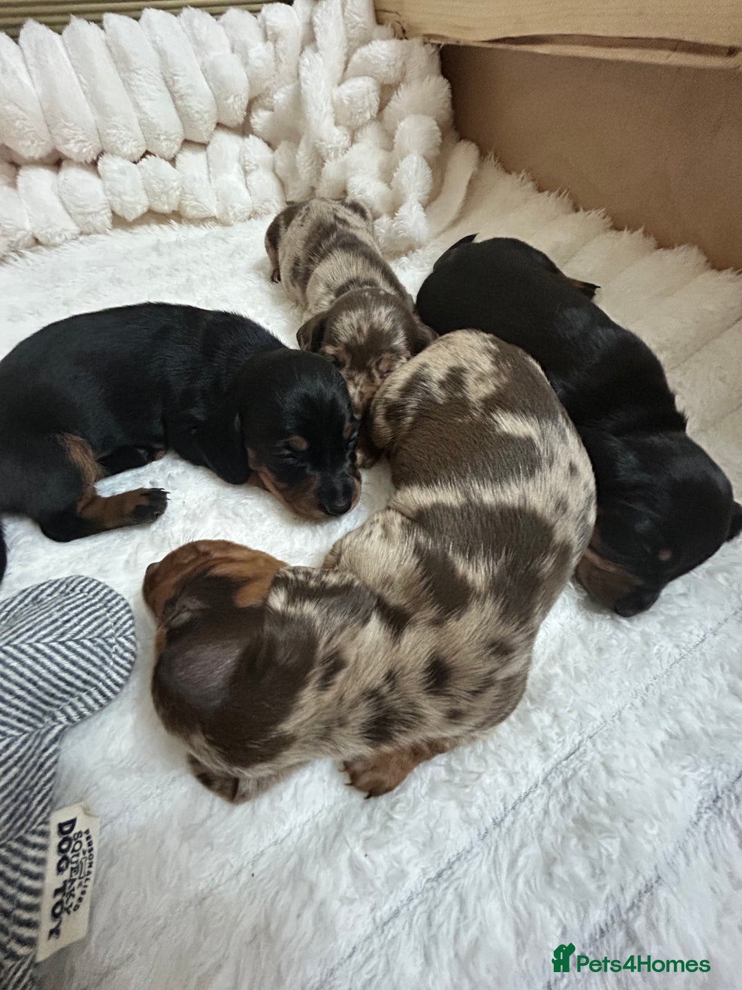 Miniature Dachshund dogs for sale: Miniature Dachshunds Ready 6th Feb  - Advert 4