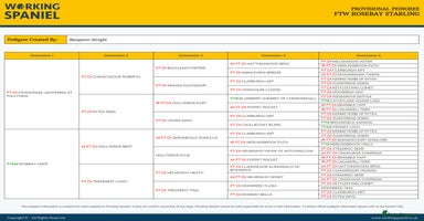 English Springer Spaniel dogs At Stud - FTW Rosebay Starling - Advert 3