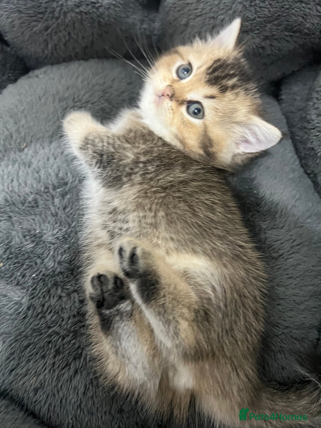 Scottish Fold cats for sale: Pure breed Pedigree SF kittens  - Advert 9