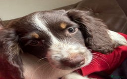 Sprocker dogs for sale: 8 glorious sprocker pups  - Image 1