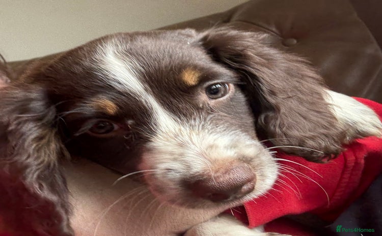 Sprocker dogs - Advert 1