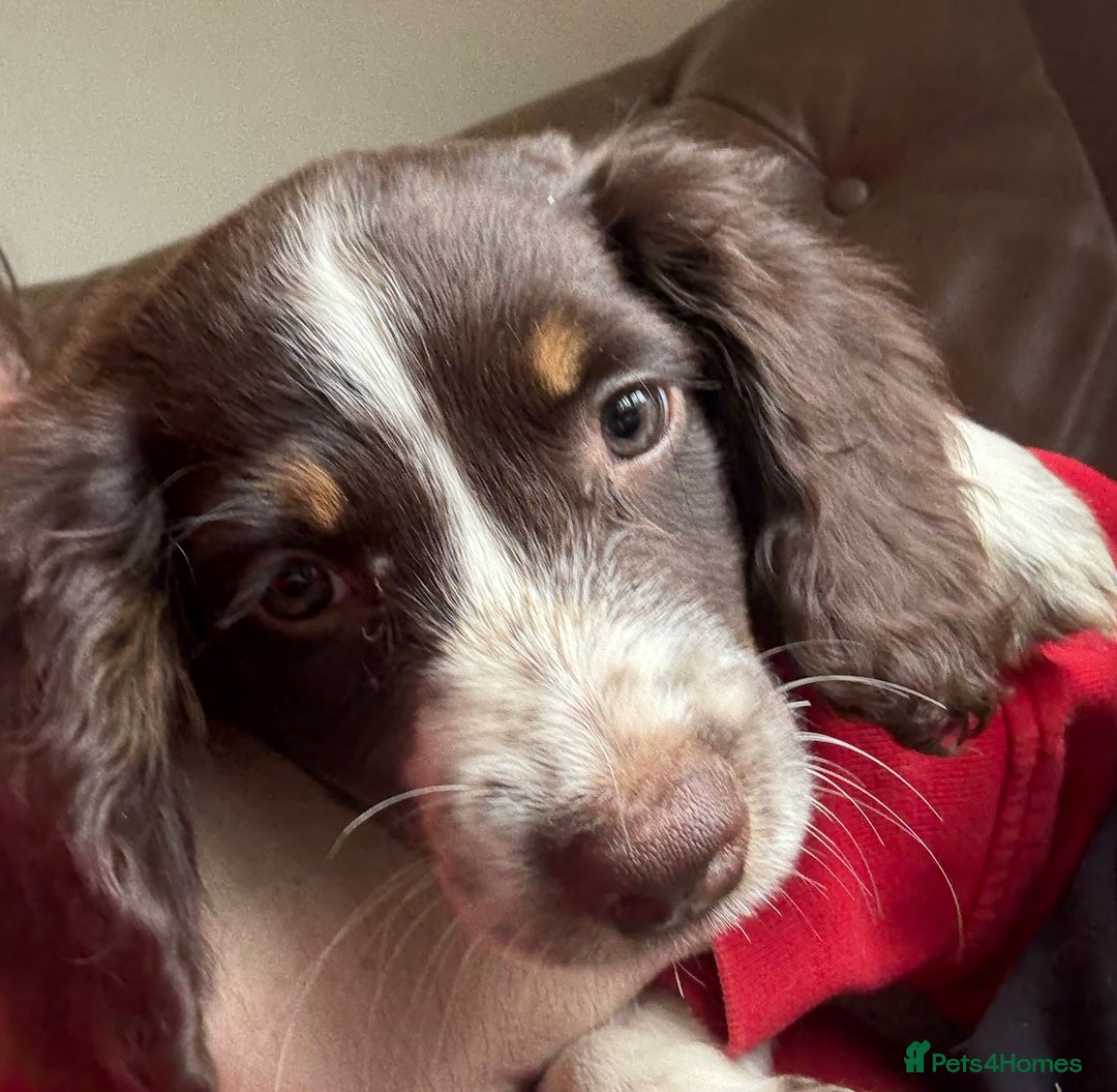 Sprocker dogs for sale: 8 glorious sprocker pups  - Image 1