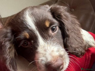 Sprocker dogs - Advert 30