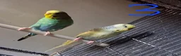 Budgerigars birds for sale: Budgies breeding pairs  - Advert 5