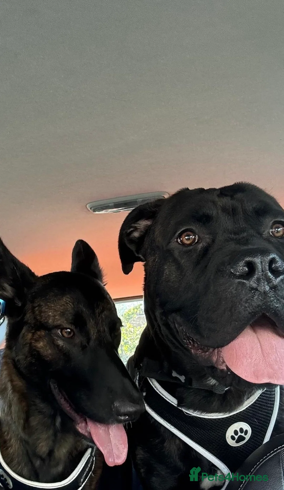 Mixed Breed dogs for sale: Belgian malinois shepherd  ** tiff puppies - Advert 2