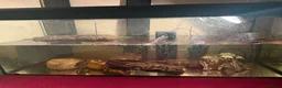 Turtle reptiles for sale: Musk turtles - Advert 3