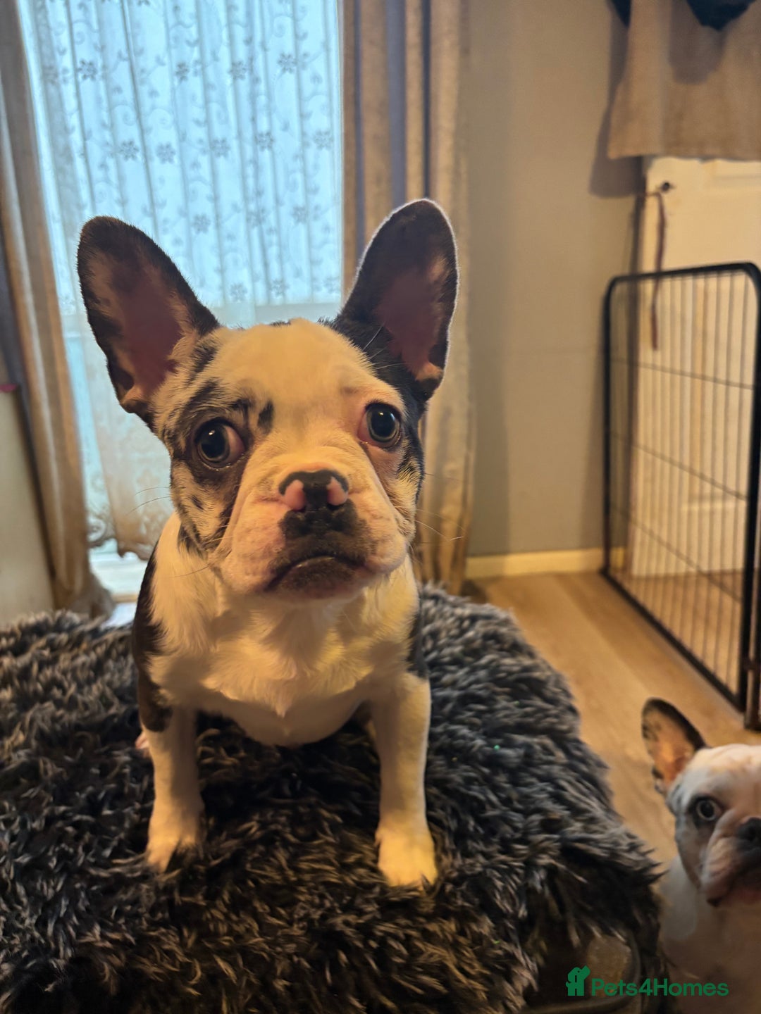 French Bulldog dogs for sale: French bulldog puppies  - Advert 22