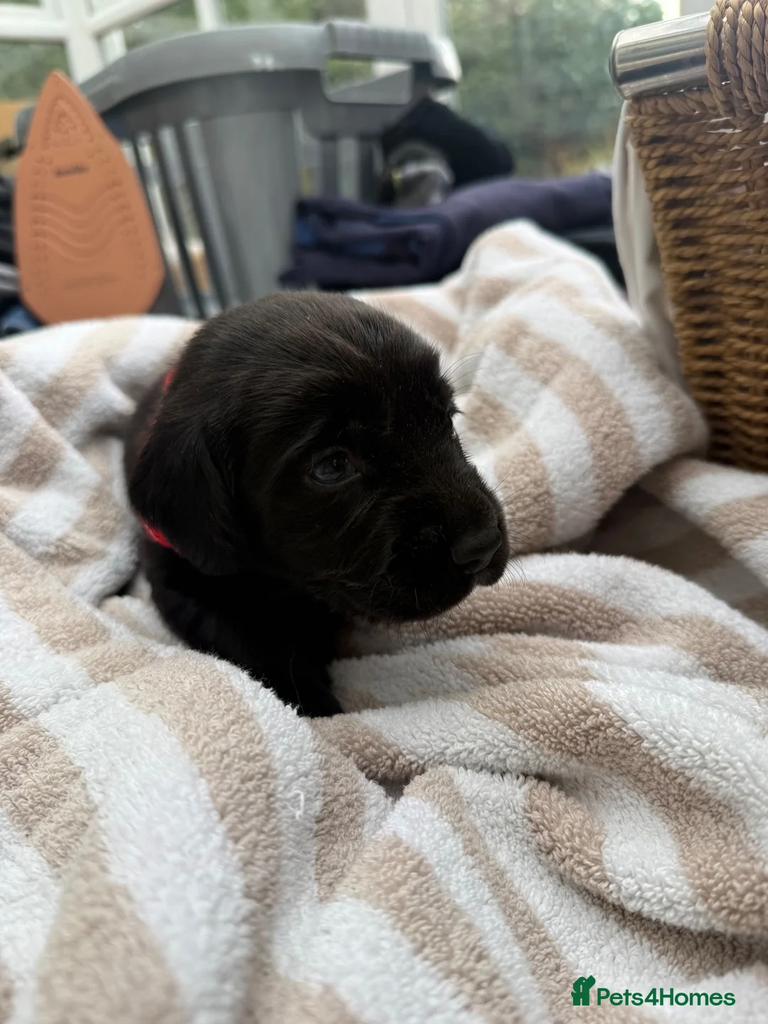 Springador dogs for sale: Springador Puppies – 1 Boy & 4 Girls - Advert 30