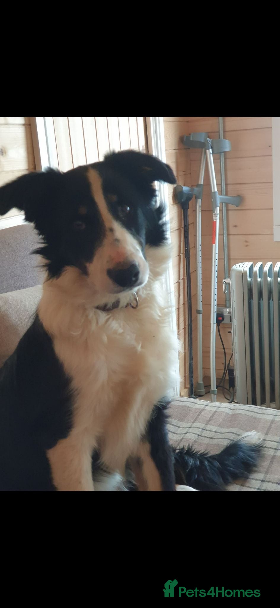 Mixed Breed dogs Beautiful litter of collie x cocker spaniel  - Advert 1