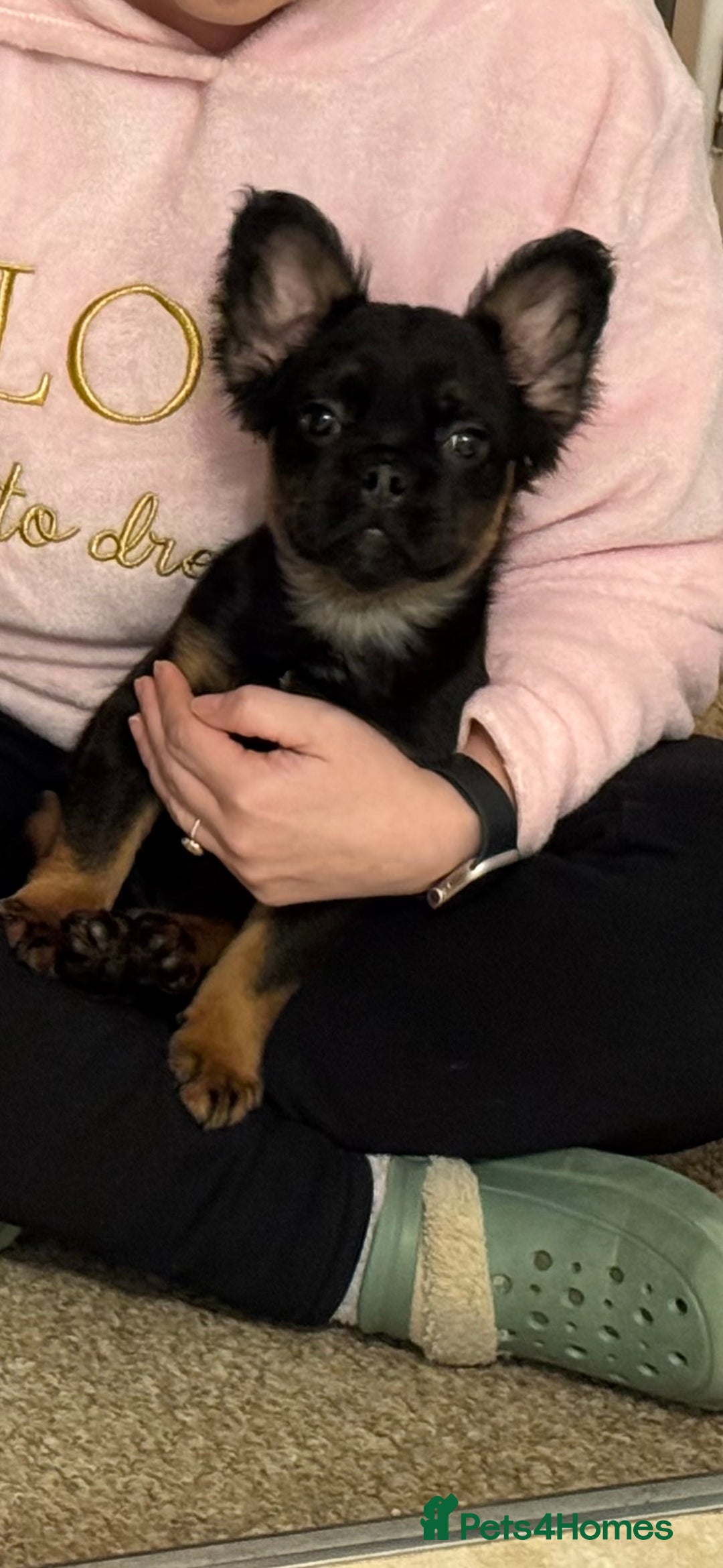 French Bulldog dogs for sale: Fluffy French bulldog - Advert 3