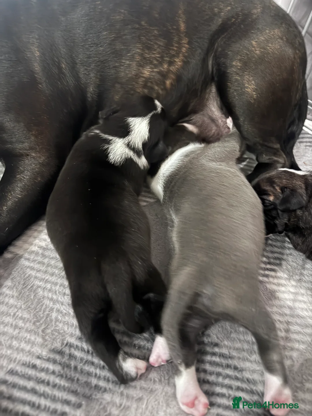 Staffordshire Bull Terrier dogs for sale: Staffordshire bull terrier 3 males  - Advert 16