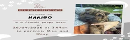 Shar Pei dogs for sale: Patch  - Advert 2