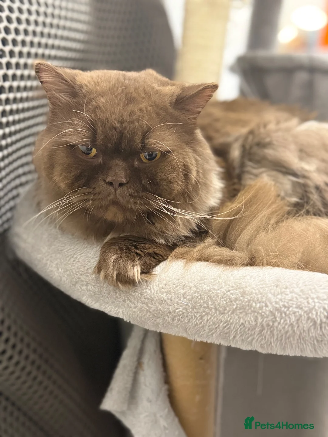 British Longhair cats for stud:  TEDDY – BRITISH LONGHAIR STUD CAT 🐾 - Advert 2