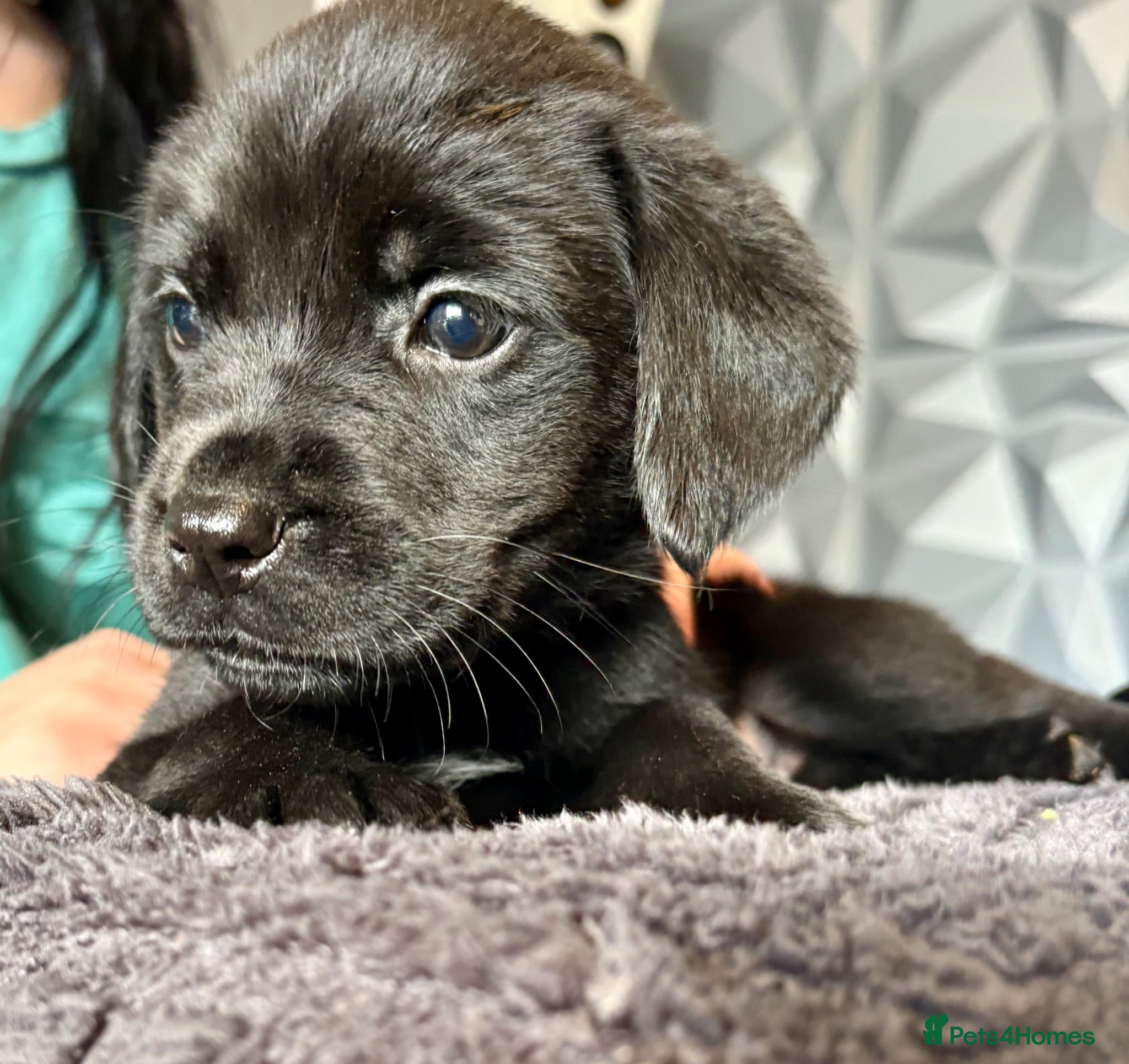 Mixed Breed dogs Old English mastiff x Labrador puppies from £1000 - Advert 10