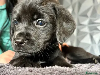 Mixed Breed dogs Old English mastiff x Labrador puppies from £1000 - Advert 10