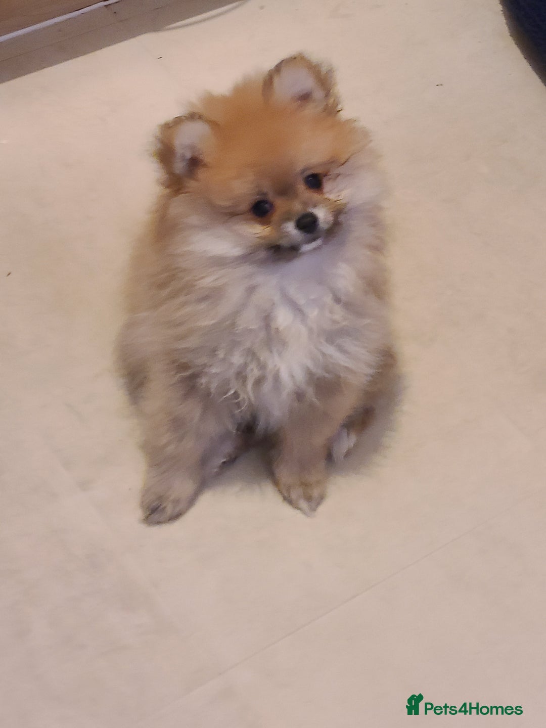 Pomeranian dogs for sale: Pomeranian puppies ready now 1 male left! - Advert 24